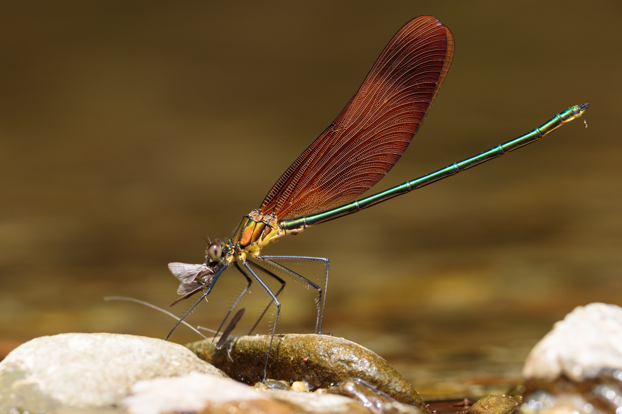 Canon EOS 7D Mark II + Sigma APO Macro 180mm F2.8 EX DG OS HSM sample photo. Calopteryx cornelia photography