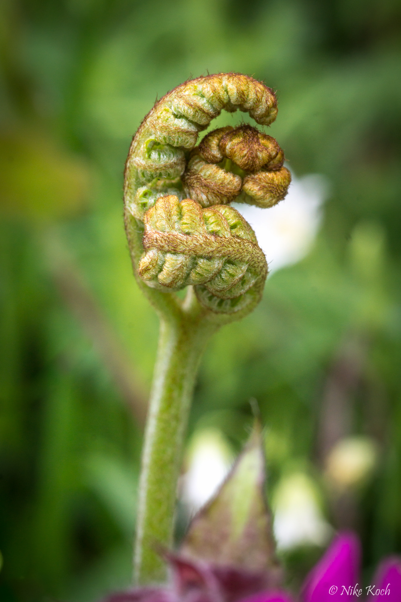 Sony SLT-A77 + Sigma 30mm F1.4 EX DC HSM sample photo. Posing fern photography