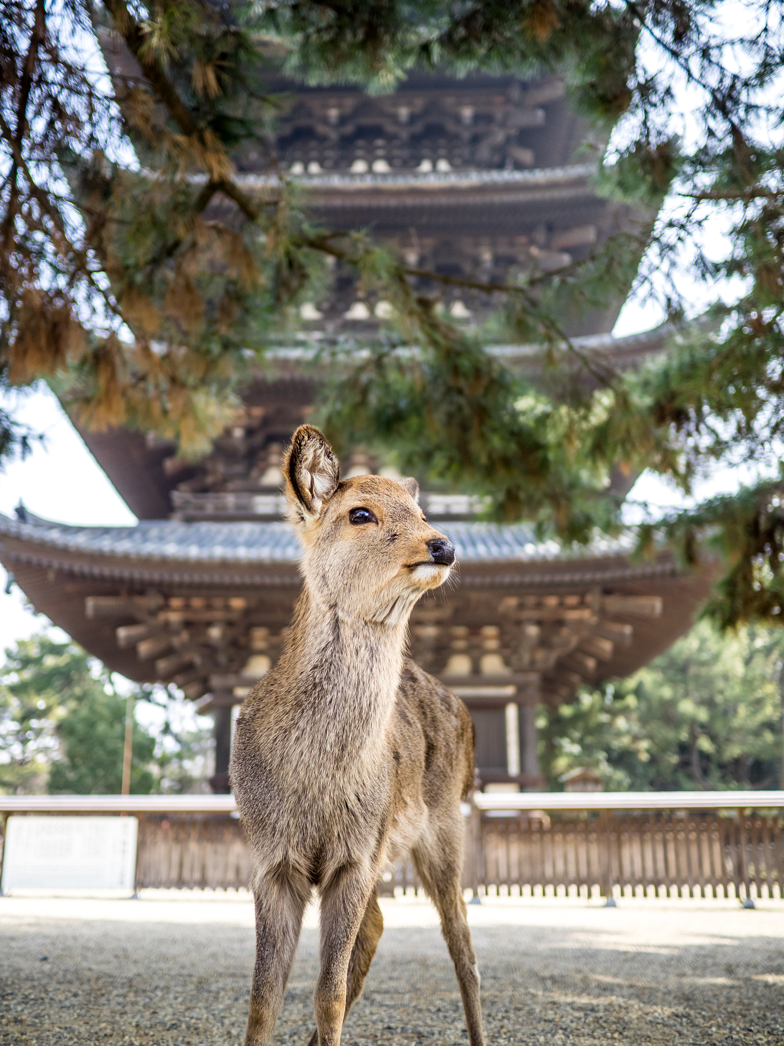 Olympus OM-D E-M1 + Panasonic Lumix G 20mm F1.7 ASPH sample photo. The deers of nara photography