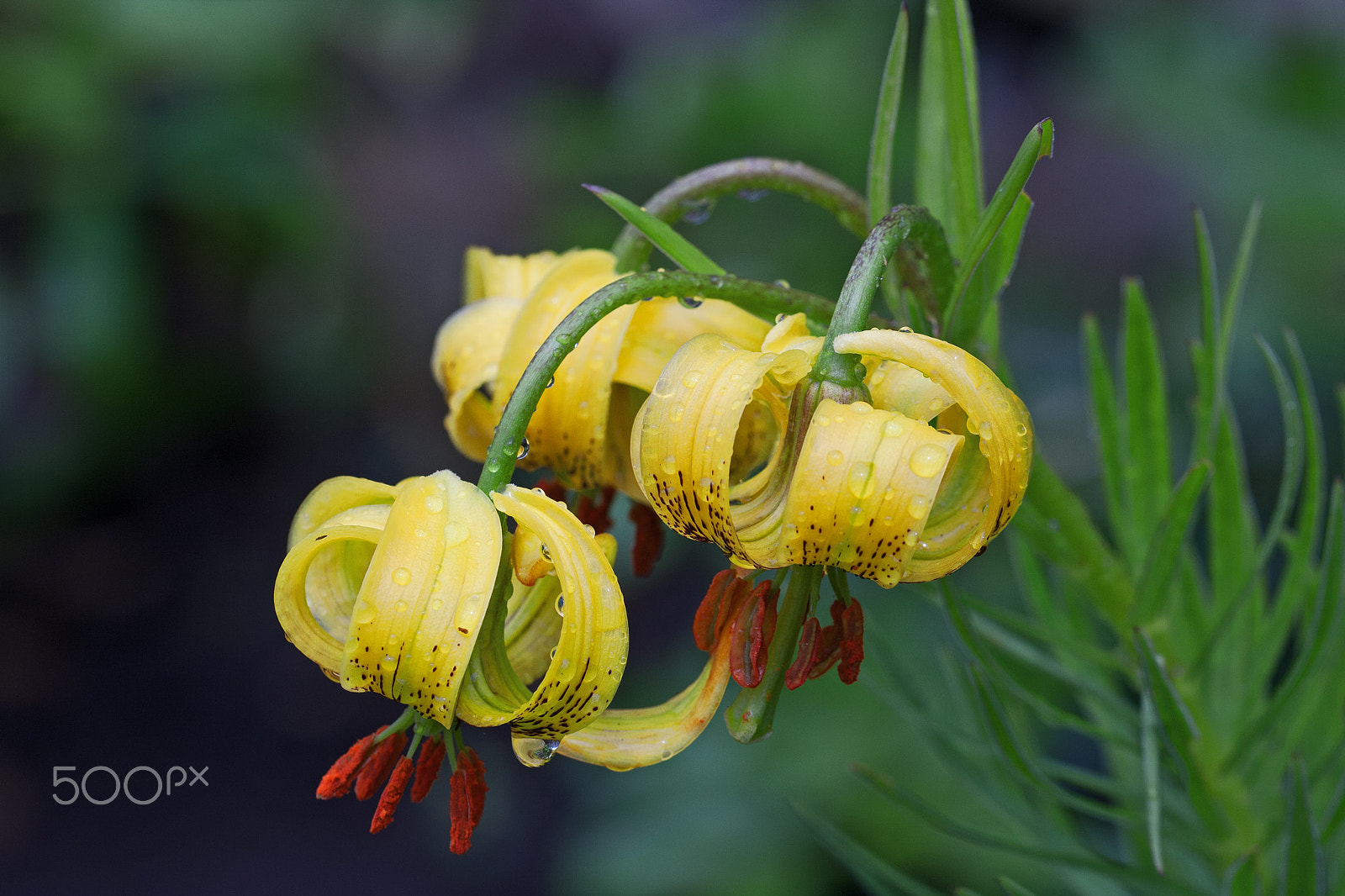 Sigma 105mm F2.8 EX DG OS HSM sample photo. Lilly photography