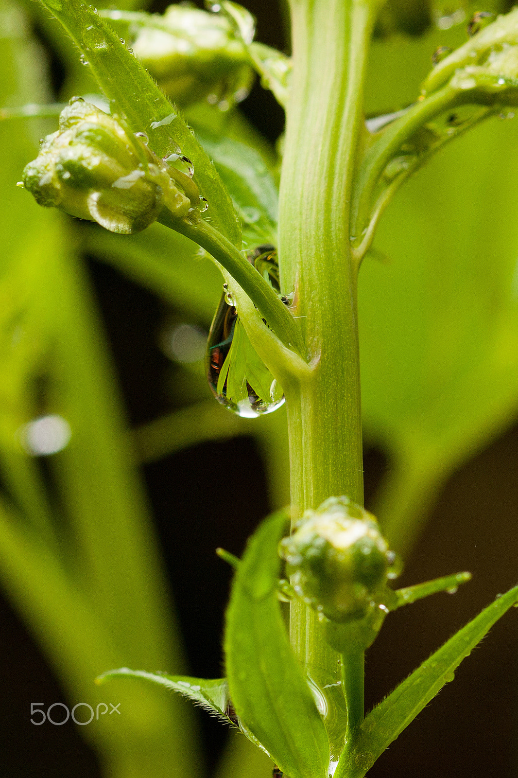 Sigma 105mm F2.8 EX DG OS HSM sample photo. Raindrop reflection of a leaf photography