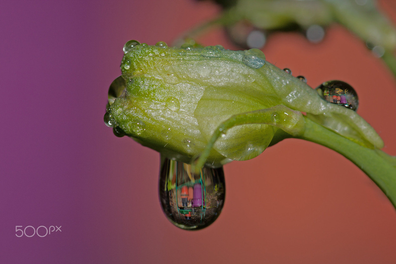 Sigma 105mm F2.8 EX DG OS HSM sample photo. Raindrop photography