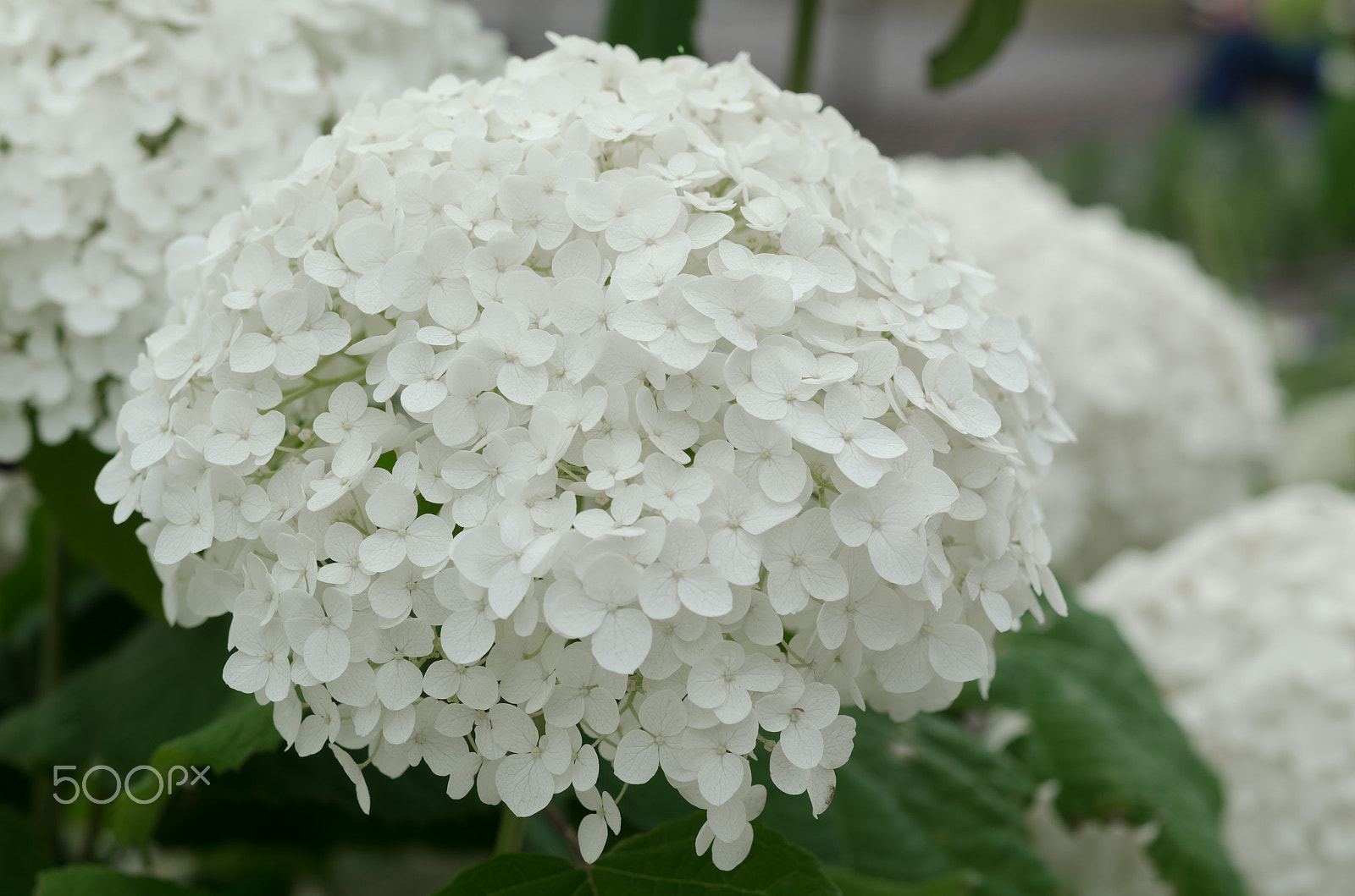 Nikon AF-S Micro-Nikkor 60mm F2.8G ED sample photo. White hydrangea photography