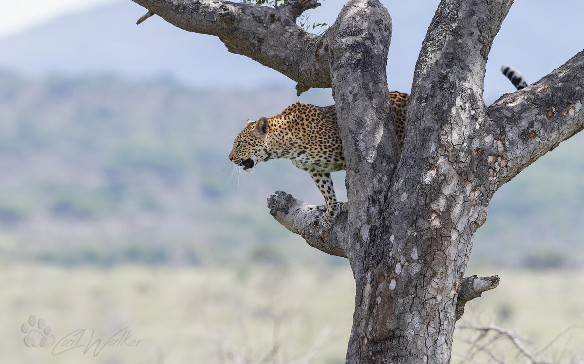 Canon EOS-1D X + Canon EF 300mm F2.8L IS II USM sample photo. Inkwelimarulabpn photography