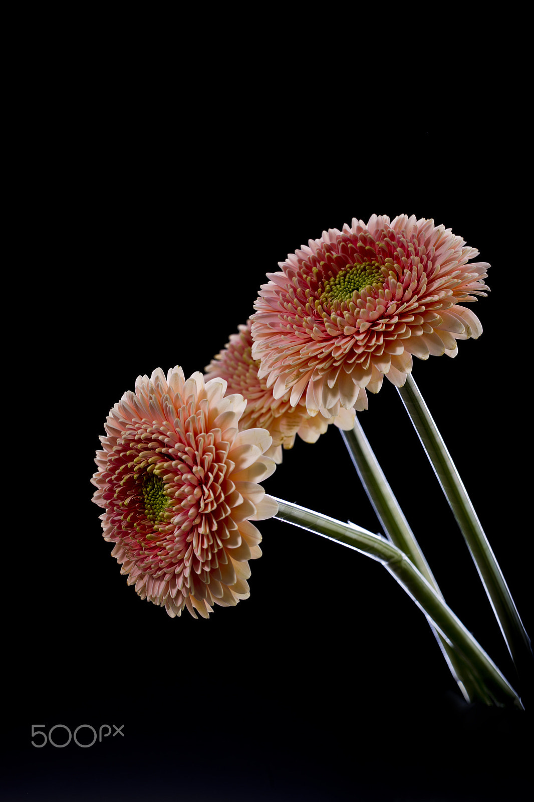 Canon EOS-1D Mark IV sample photo. Gerbera flowers on a black background photography