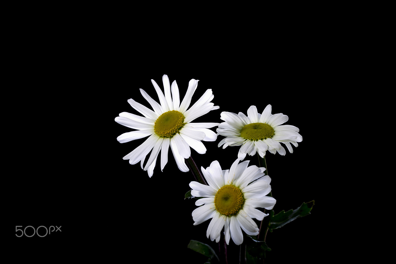 Canon EOS-1D Mark IV sample photo. Flowers white chamomile photography