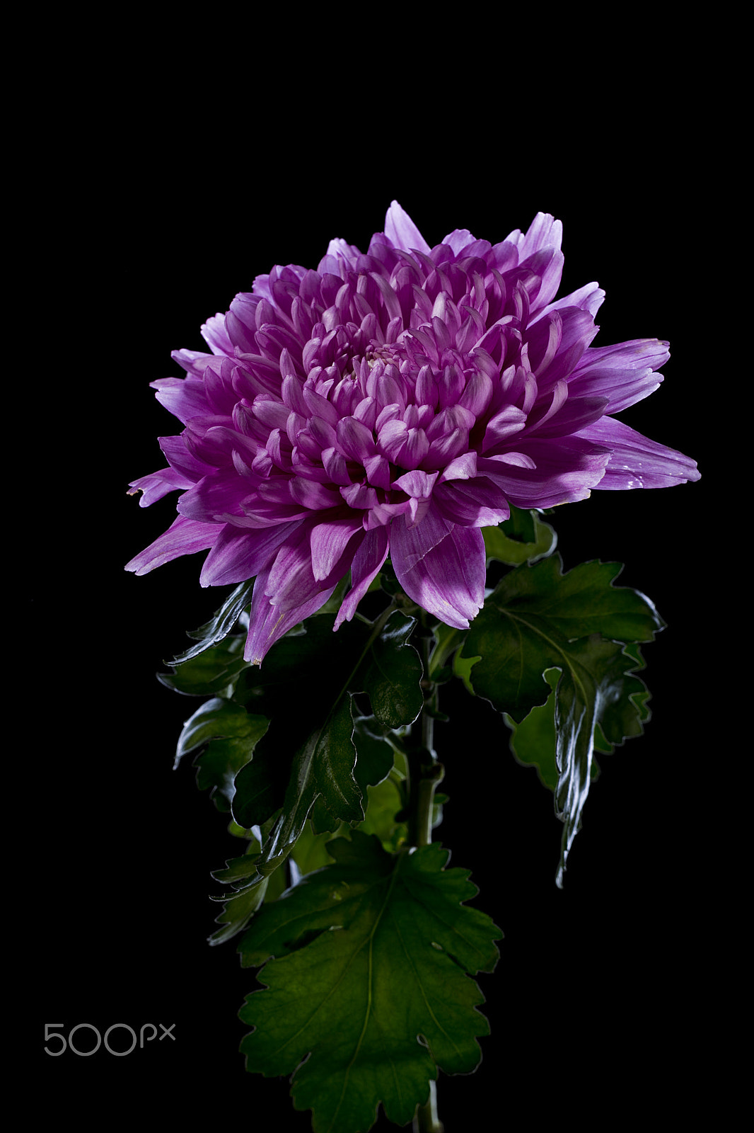 Canon EOS-1D Mark IV sample photo. Flower of pink chrysanthemum photography