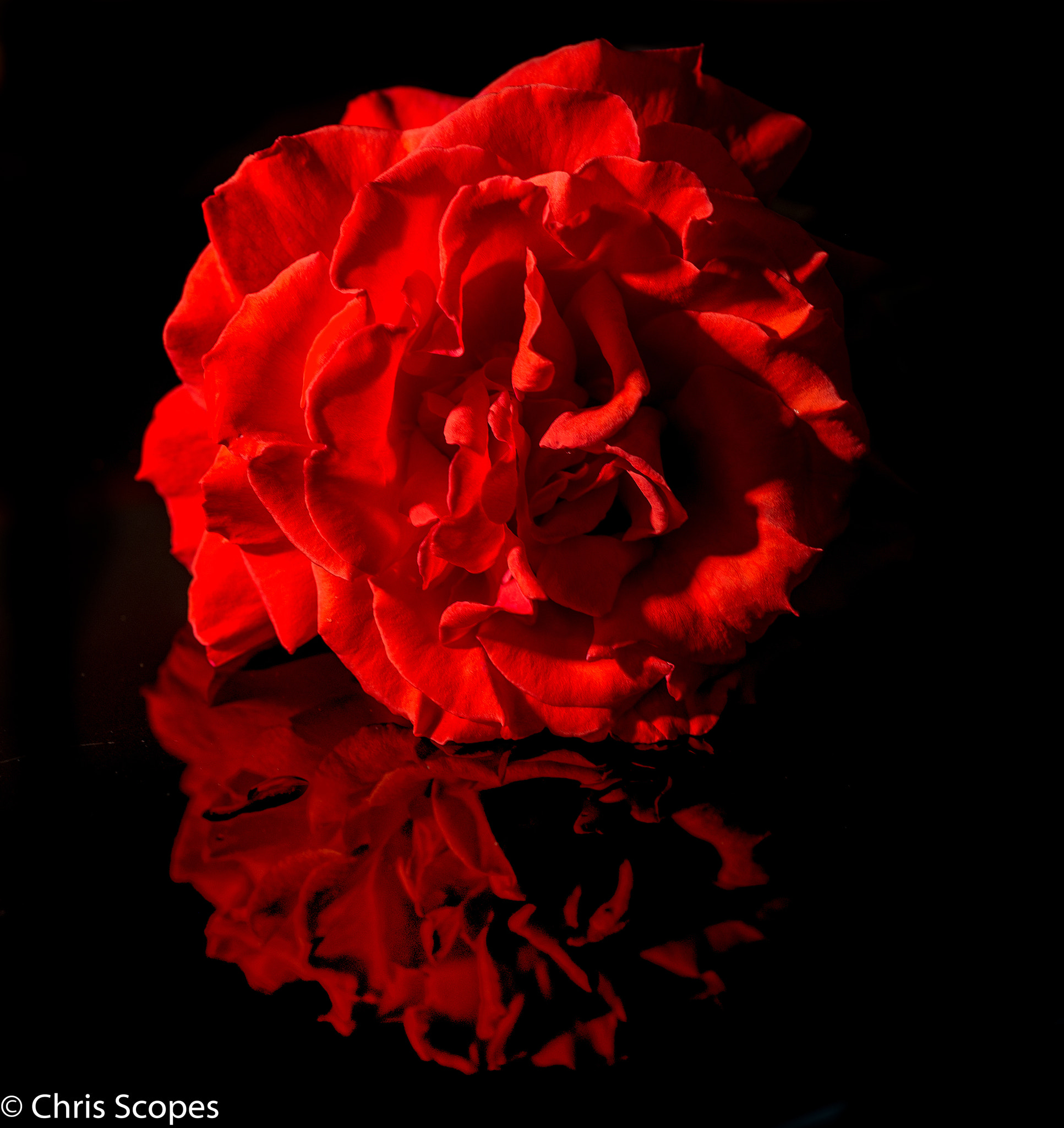 Nikon AF-S DX Micro Nikkor 40mm F2.8 sample photo. Red rose reflection photography