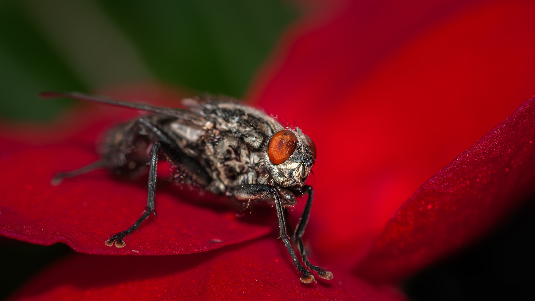 Sigma 105mm F2.8 EX DG OS HSM sample photo. Fly photography