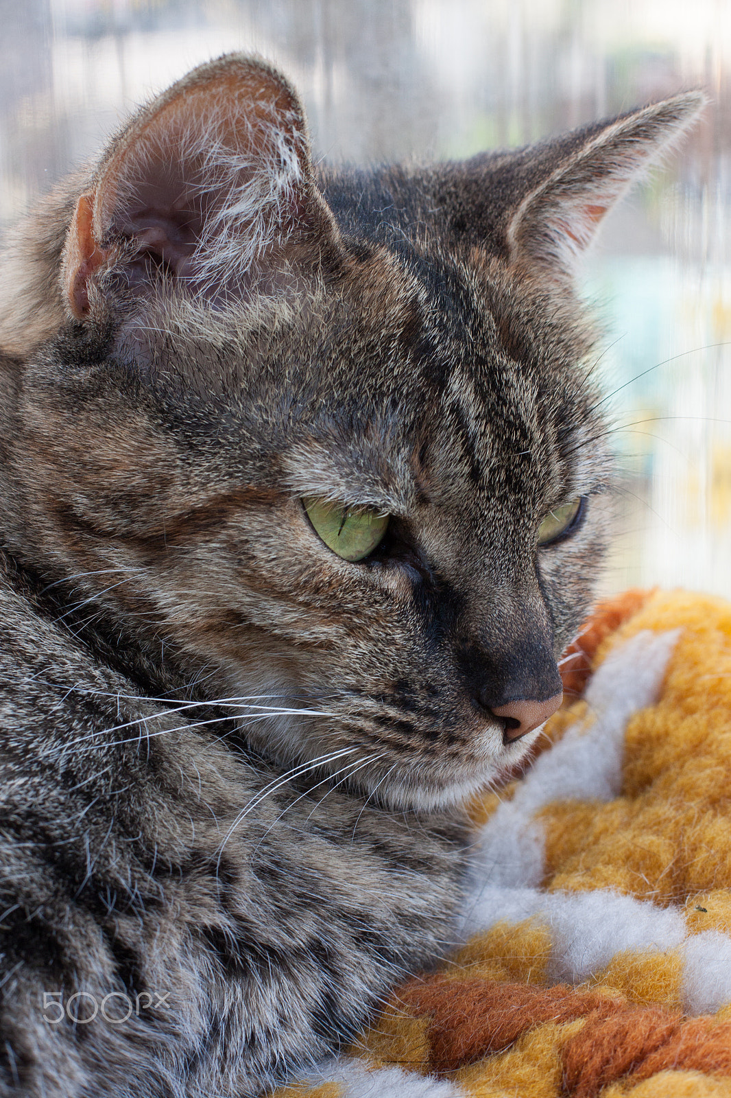 Canon EOS 500D (EOS Rebel T1i / EOS Kiss X3) + Canon EF 50mm F1.4 USM sample photo. My cat, katze kira a.jpg photography