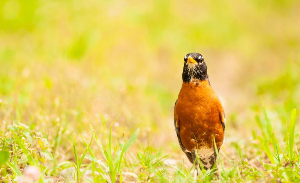 Sigma 150-600mm F5-6.3 DG OS HSM | C sample photo. American robin photography