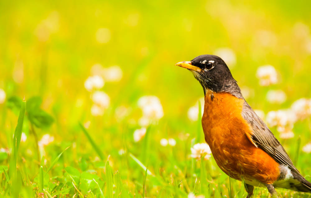 Sigma 150-600mm F5-6.3 DG OS HSM | C sample photo. American robin photography