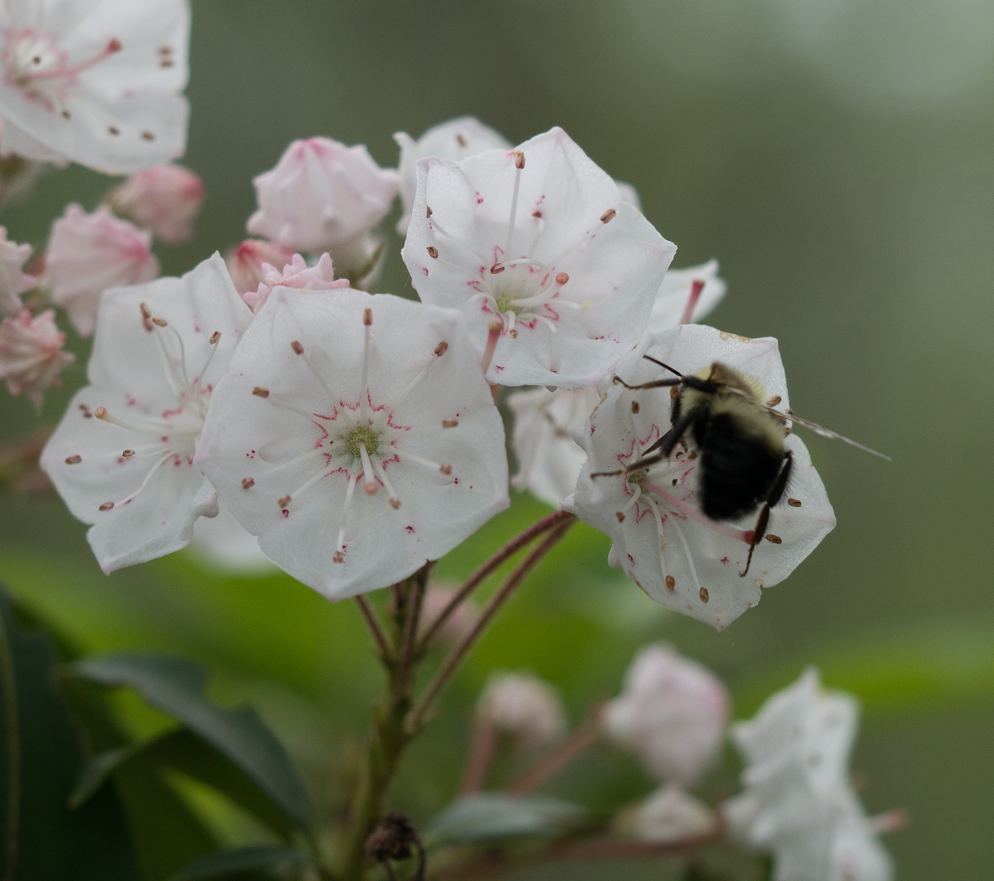 Olympus M.Zuiko Digital ED 60mm F2.8 Macro sample photo. Beauty and the bee photography