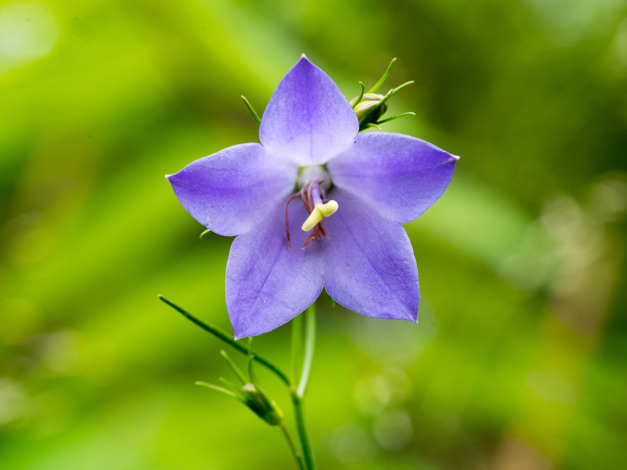 Olympus M.Zuiko Digital ED 60mm F2.8 Macro sample photo. Purple wild flower photography
