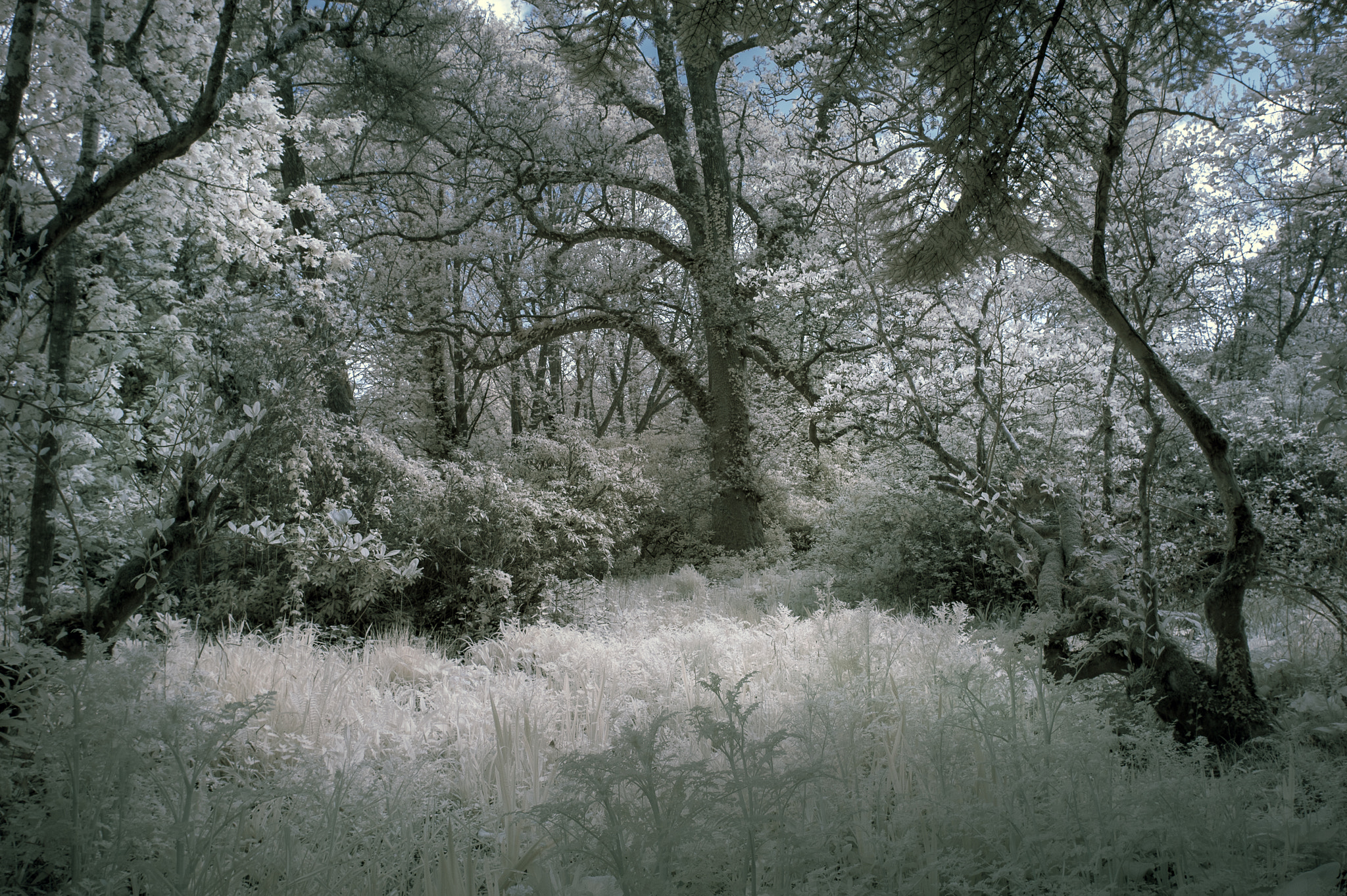 Nikon AF-S Nikkor 18-35mm F3.5-4.5G ED sample photo. Stunning infrared landscape image of forest with alternative col photography