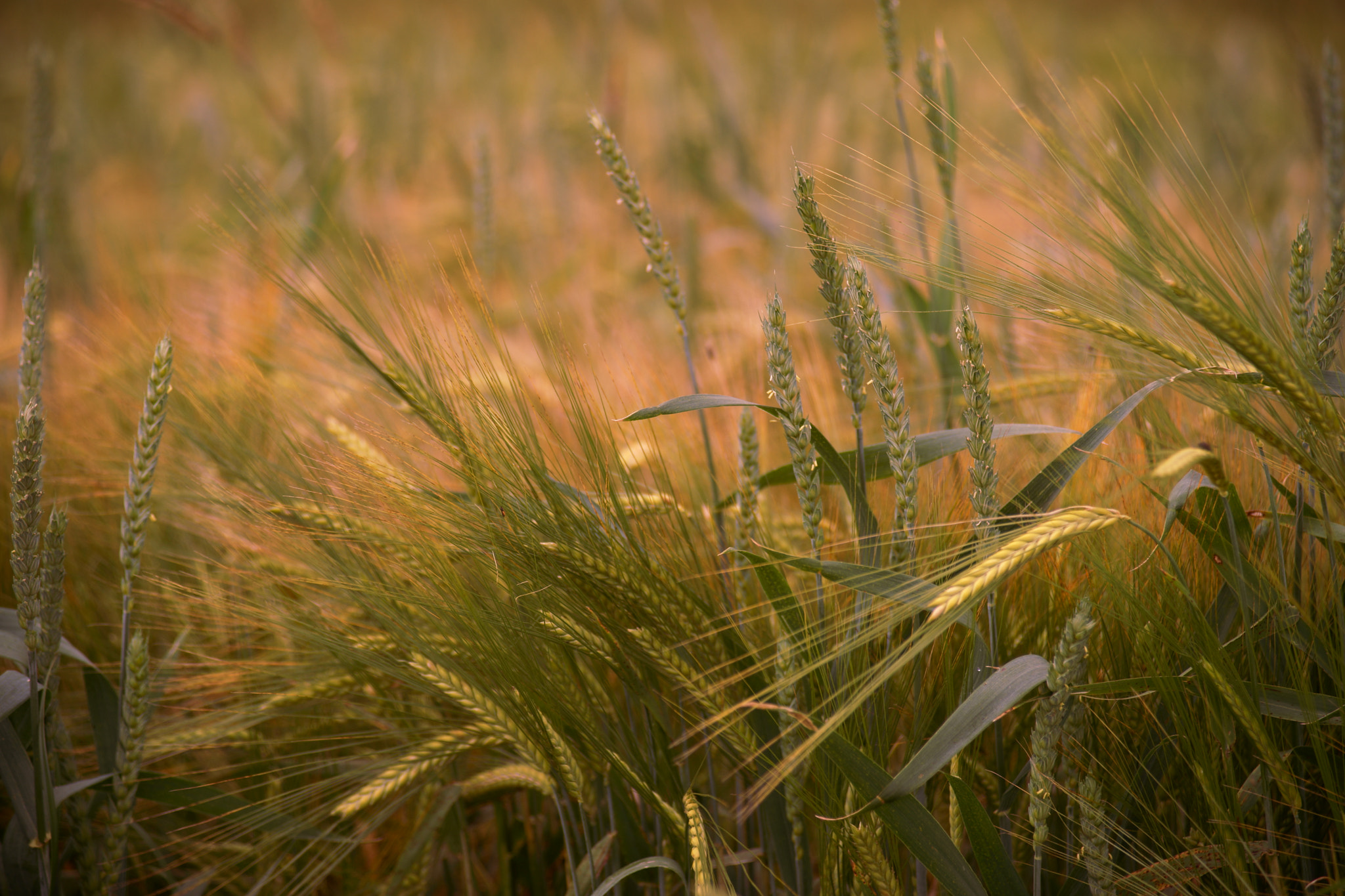 Minolta/Sony AF 24-105mm F3.5-4.5 (D) sample photo. Wheat -abix photography