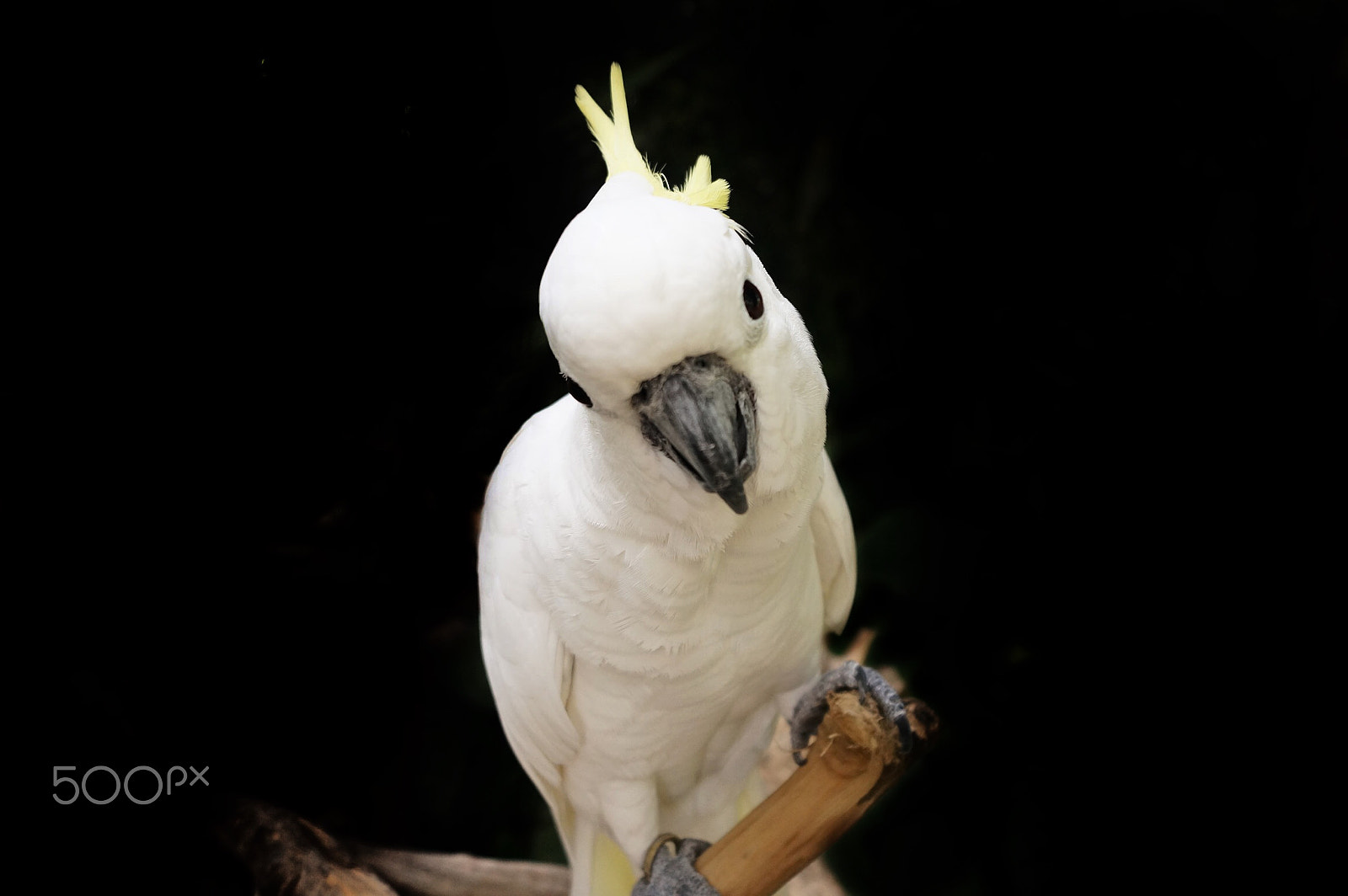 Sony Alpha NEX-5T + Sony E 10-18mm F4 OSS sample photo. "jalak bali" bird photography