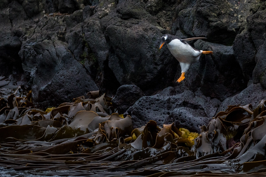 Leap of Faith by John Dickens on 500px.com