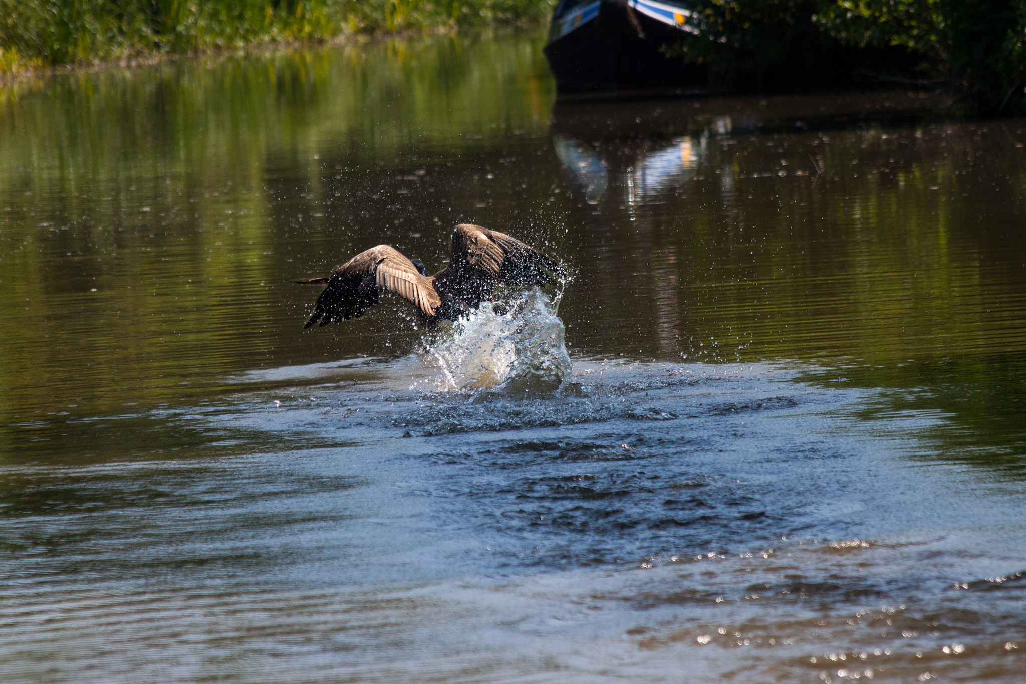 Canon EF 70-300mm F4-5.6 IS USM sample photo. Goose fishing photography