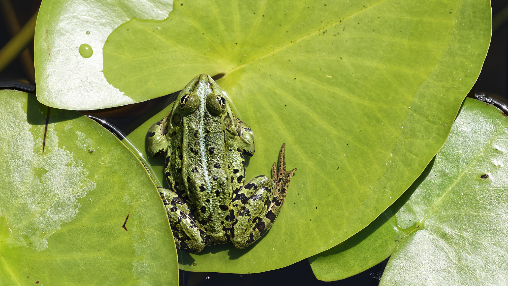 Sony a7 II + Sony FE 70-200mm F4 G OSS sample photo. Frog botanic garden berlin photography