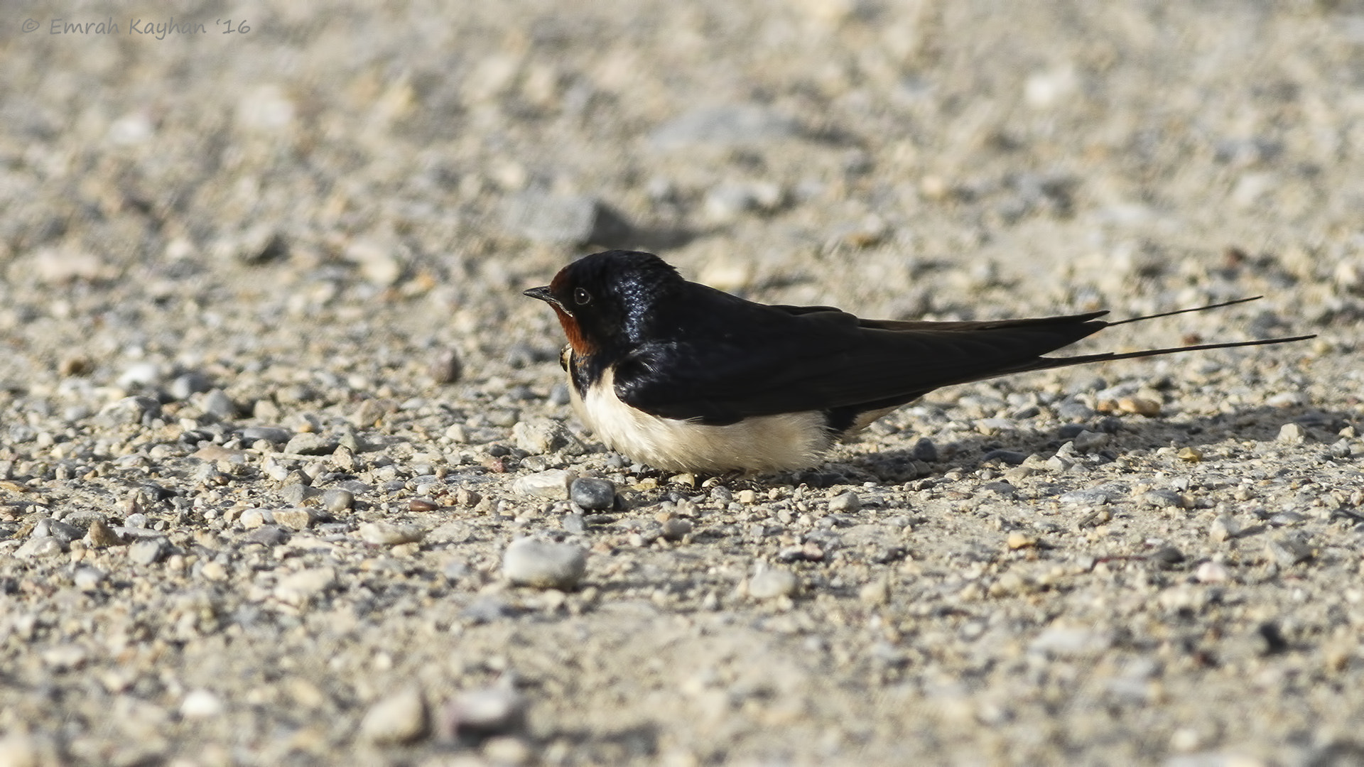 Canon EOS 7D + Canon EF 400mm F5.6L USM sample photo. Barn swallow photography