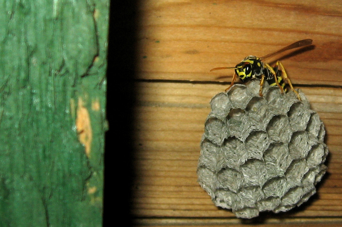 Canon POWERSHOT A540 sample photo. Hornet photography