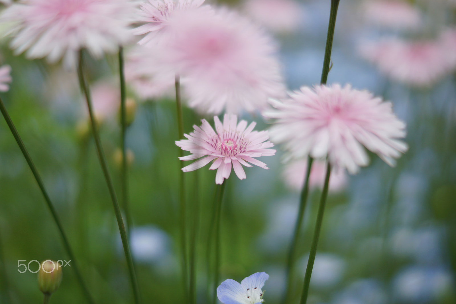 Sony SLT-A77 + Sony DT 50mm F1.8 SAM sample photo. Little flower photography