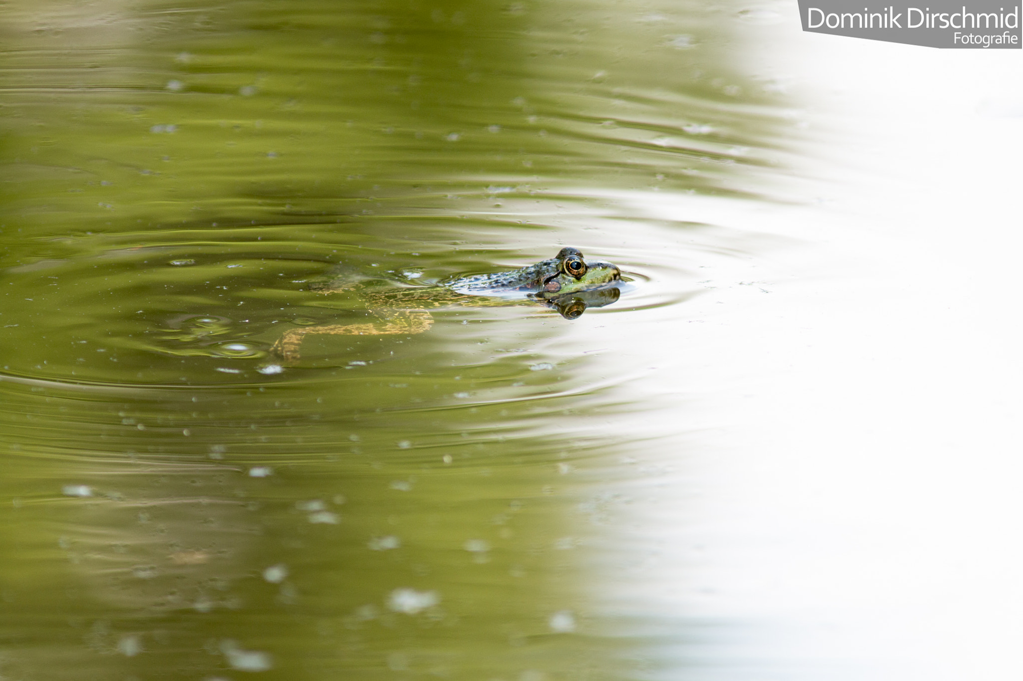 Canon EOS 70D + Canon EF 300mm F4L IS USM sample photo. Pond frog photography
