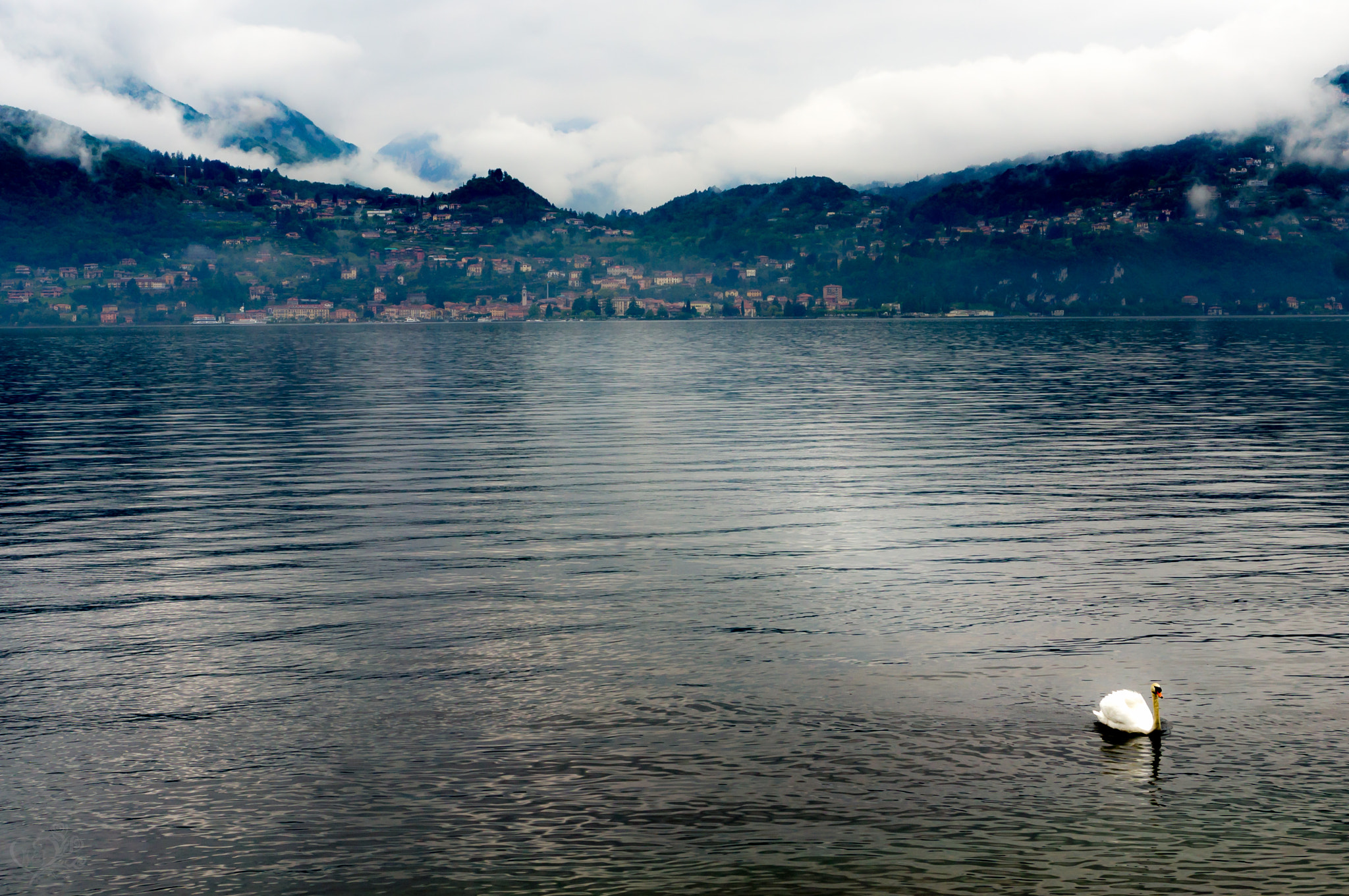 Sony E 35mm F1.8 OSS sample photo. Swan on lake como photography
