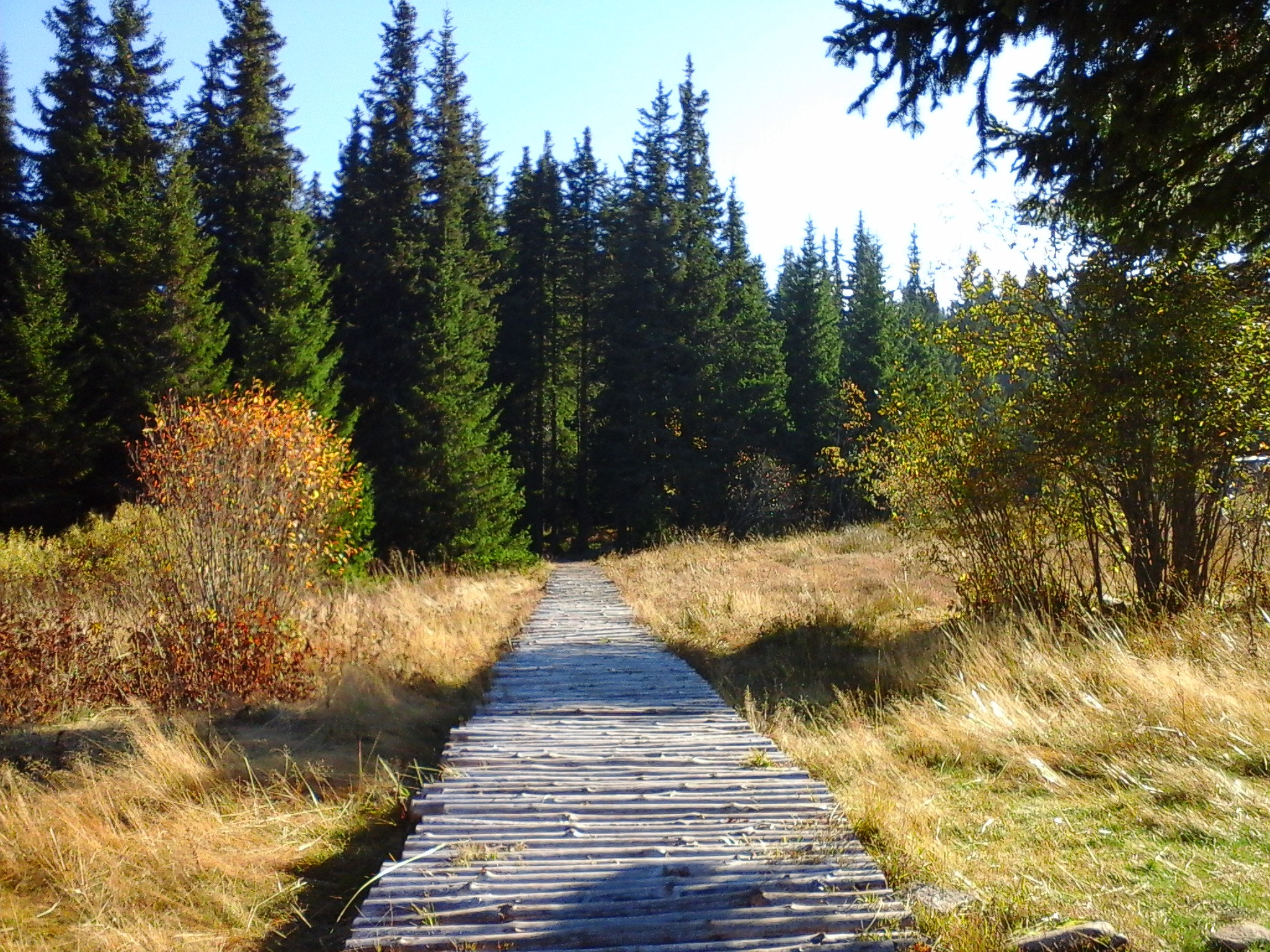 Samsung GT-S7392 sample photo. Vitosha photography