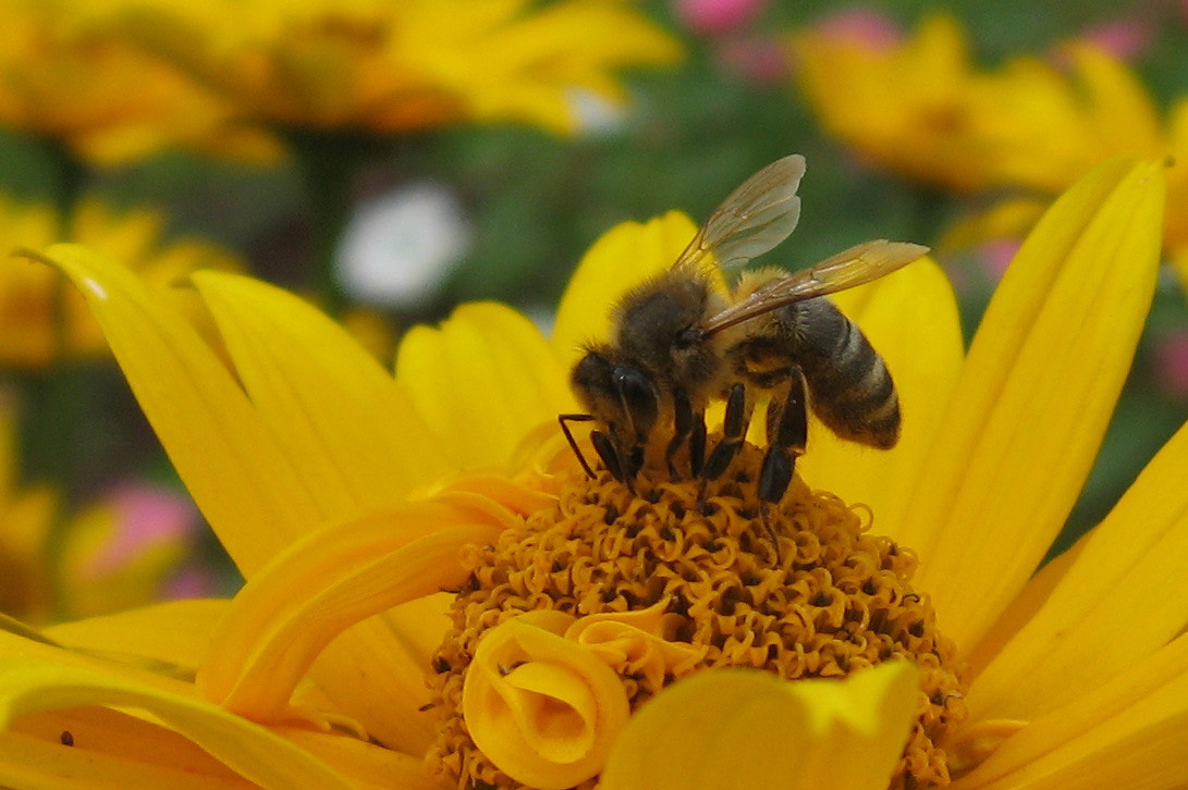 Canon POWERSHOT A540 sample photo. Bee photography