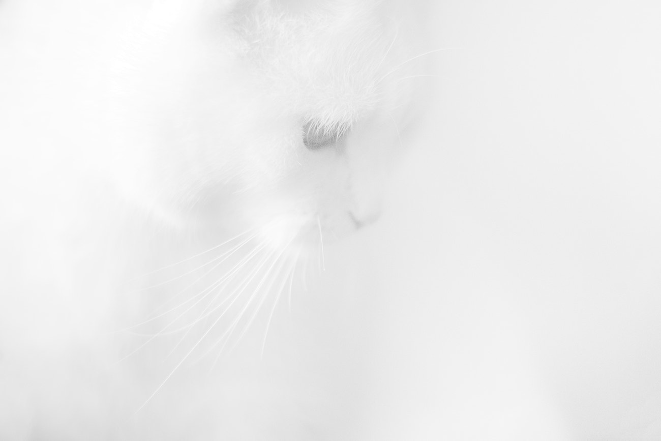 Sony SLT-A77 + Minolta AF 50mm F1.7 sample photo. The dream cat photography