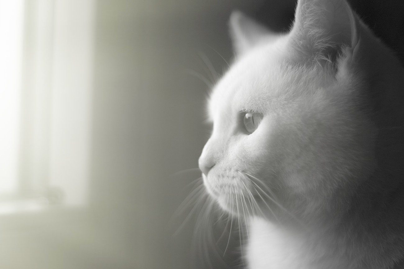 Sony SLT-A77 + Minolta AF 50mm F1.7 sample photo. A cat at the window photography