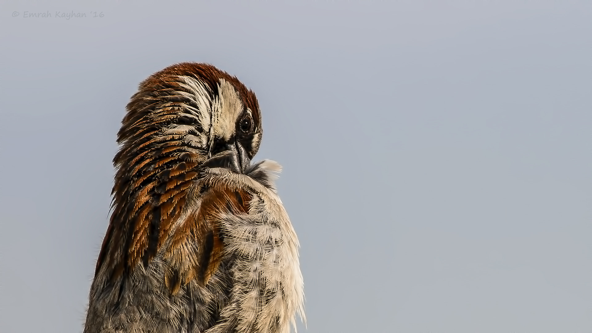Canon EOS 7D + Canon EF 400mm F5.6L USM sample photo. House sparrow photography