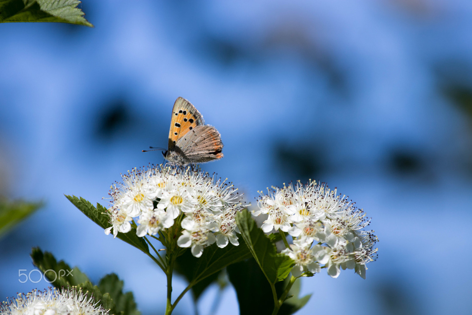 Canon EOS 760D (EOS Rebel T6s / EOS 8000D) + Canon EF 70-200mm F4L USM sample photo. Butterfly, blossoms and blue sky photography