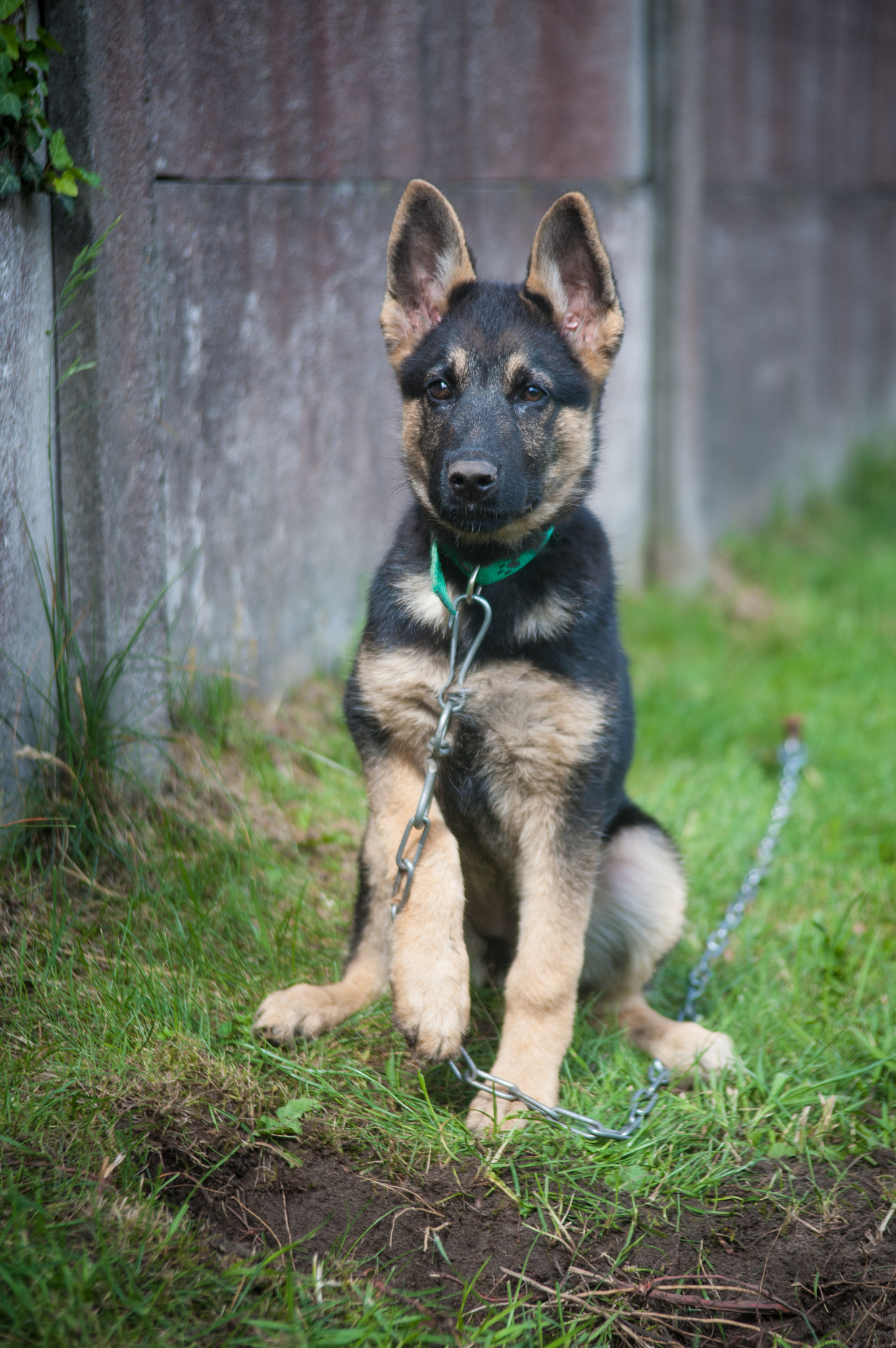 AF Zoom-Nikkor 35-105mm f/3.5-4.5 sample photo. Dog photography