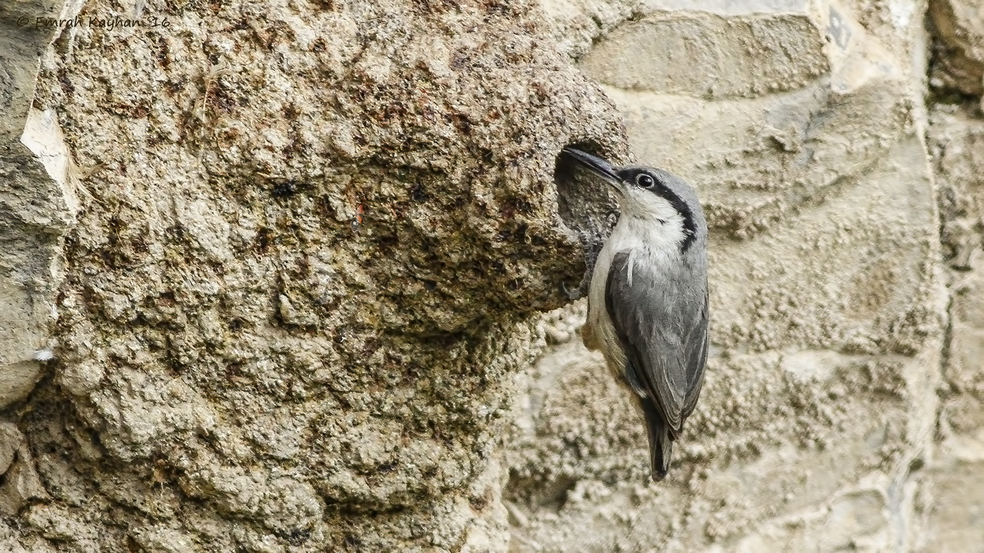 Canon EF 400mm F5.6L USM sample photo. Western rock nuthatch photography