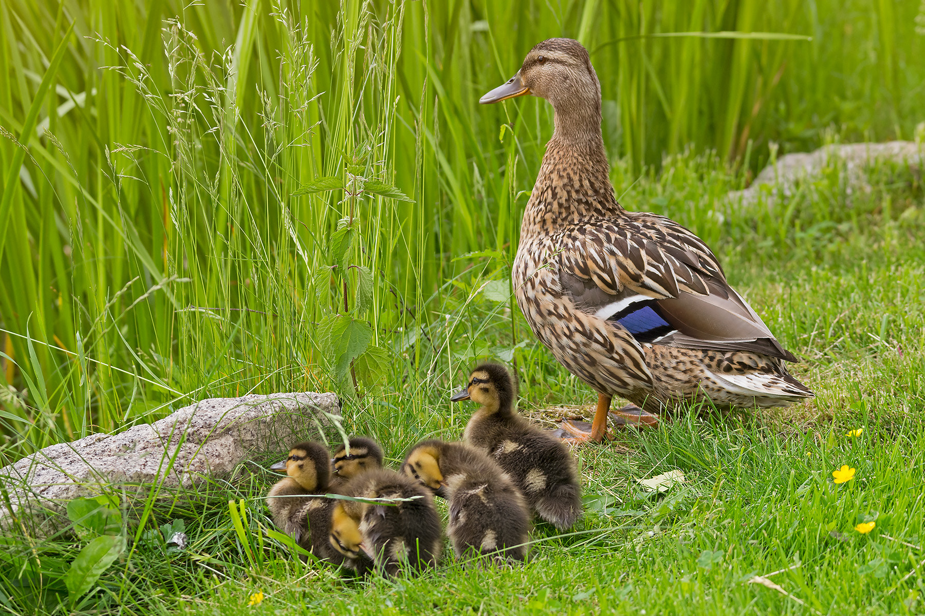 Pentax K-5 + Sigma 120-400mm F4.5-5.6 DG OS HSM sample photo. Entenfamilie photography