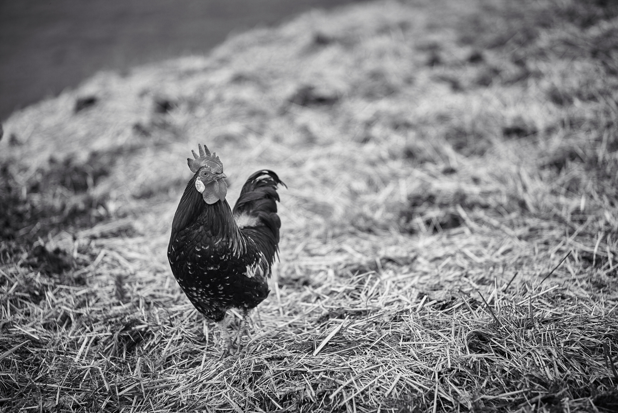Leica M (Typ 240) sample photo. A chicken life photography