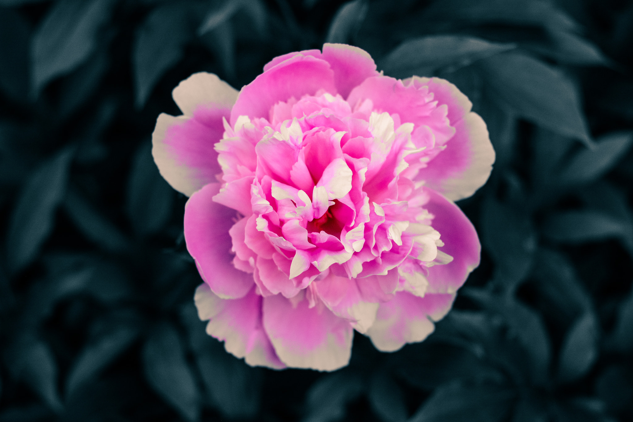Nikon D7100 + Nikon AF Nikkor 35mm F2D sample photo. Peony photography