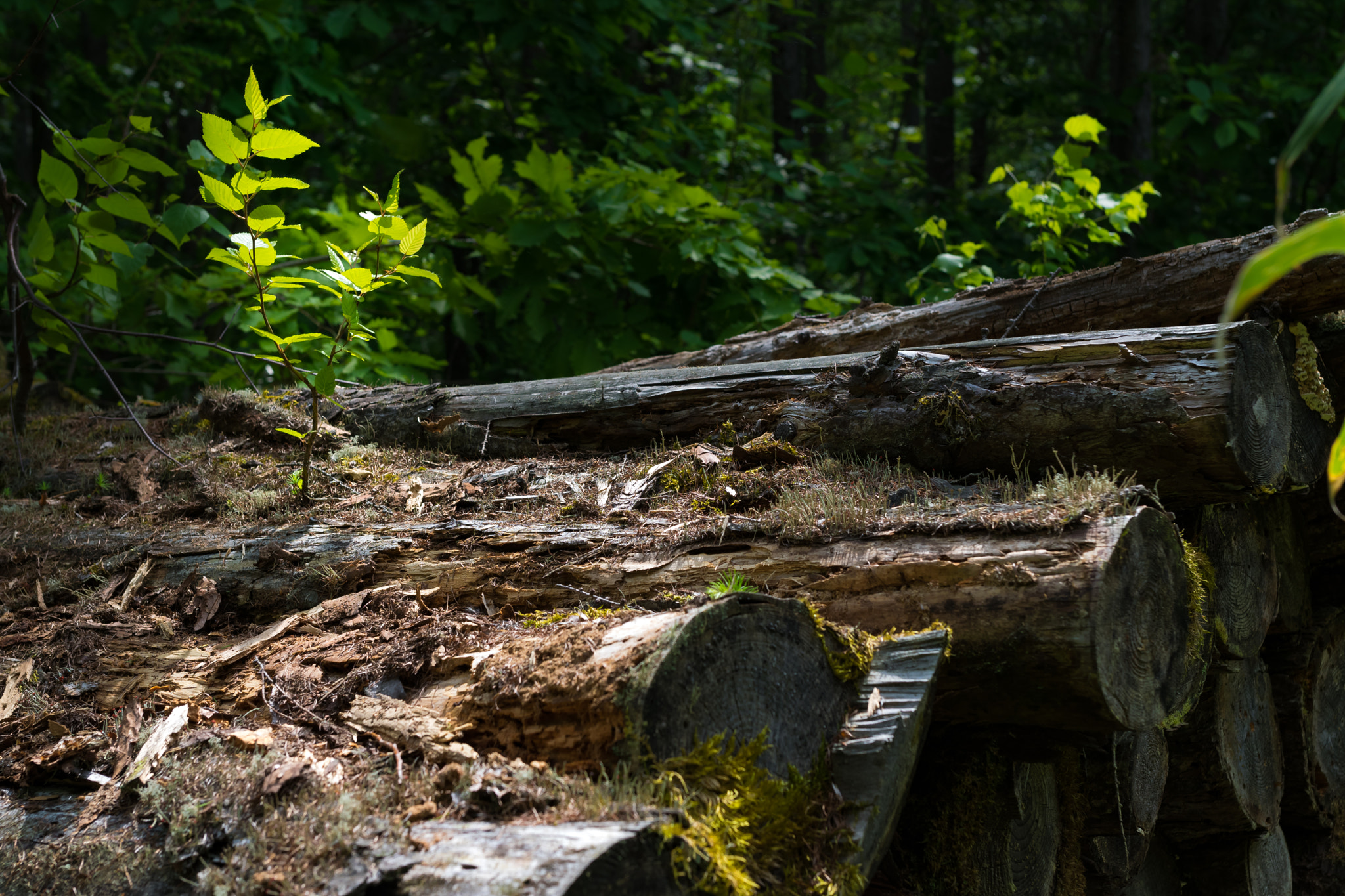 Nikon D5300 + Sigma 35mm F1.4 DG HSM Art sample photo. Tree on fallen tree photography