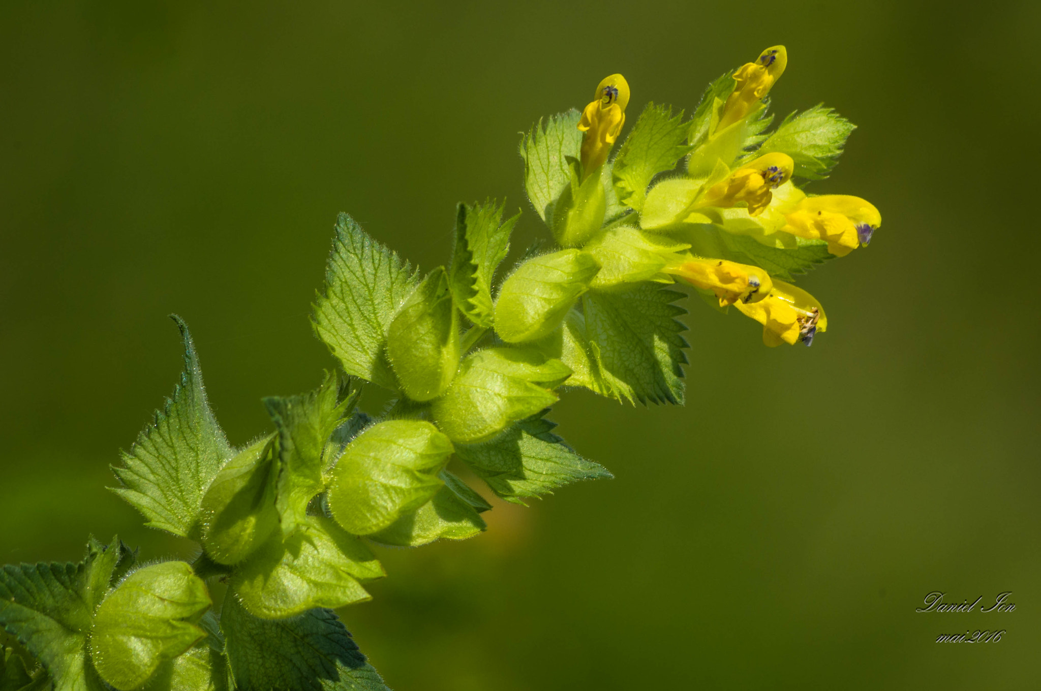 smc PENTAX-FA 70-200mm F4-5.6 sample photo. Flower photography