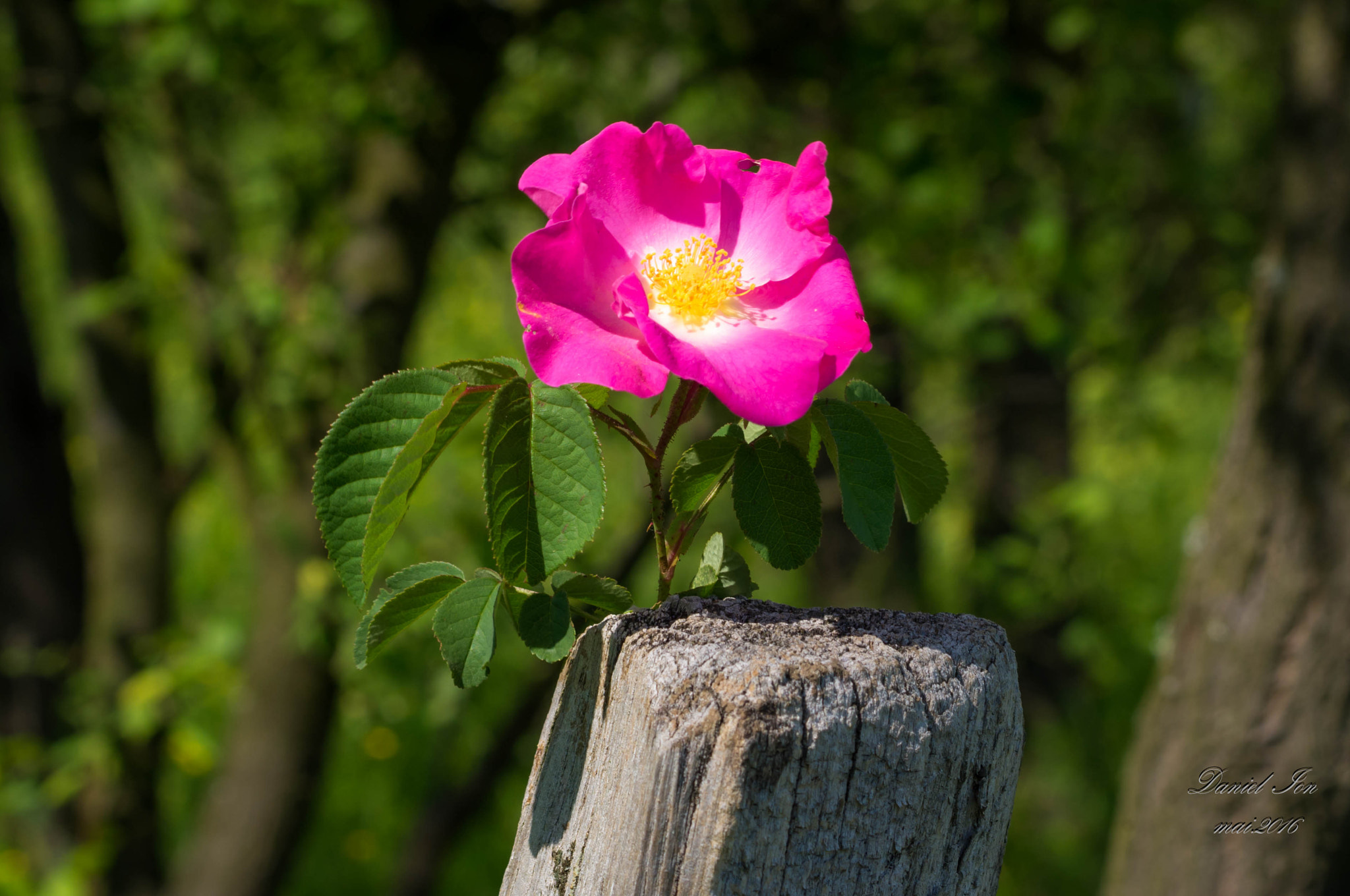 smc PENTAX-FA 70-200mm F4-5.6 sample photo. Flower photography