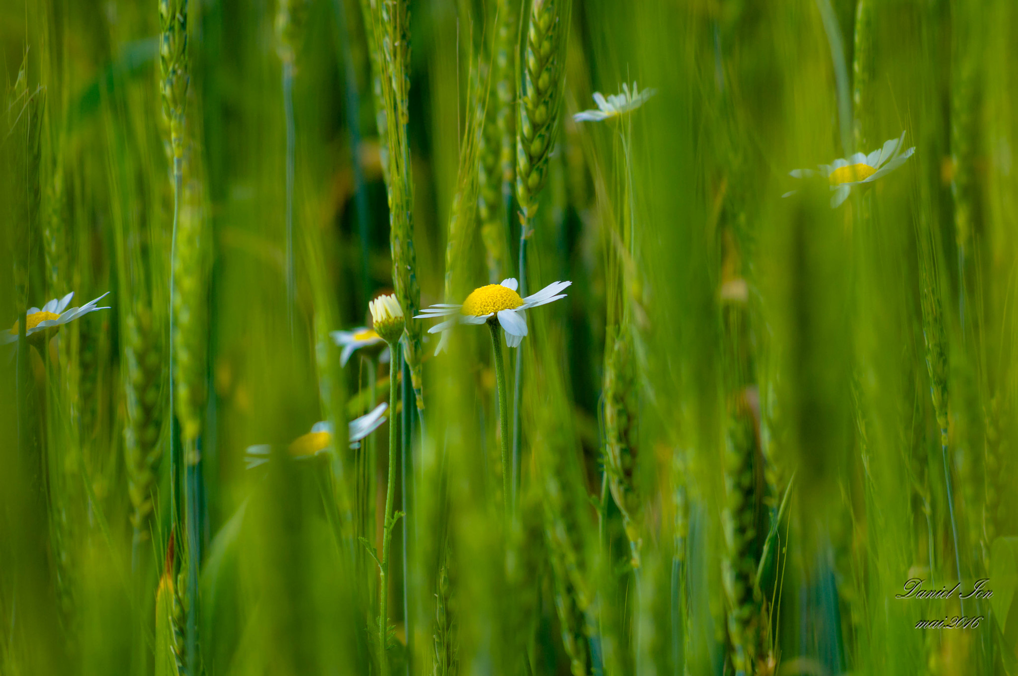 Pentax K-x + smc PENTAX-FA 70-200mm F4-5.6 sample photo. Flower photography