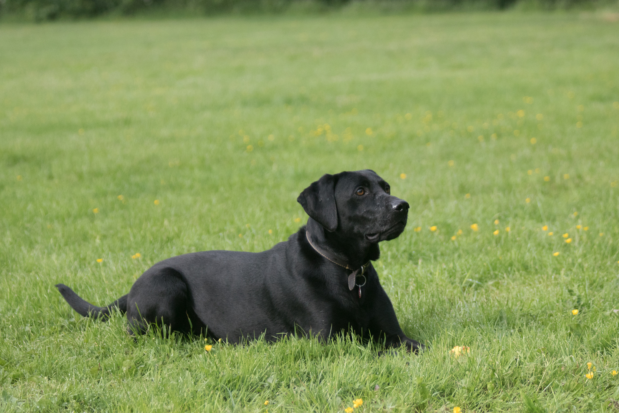 Canon EF 75-300mm F4.0-5.6 IS USM sample photo. Maesie lying in a field photography