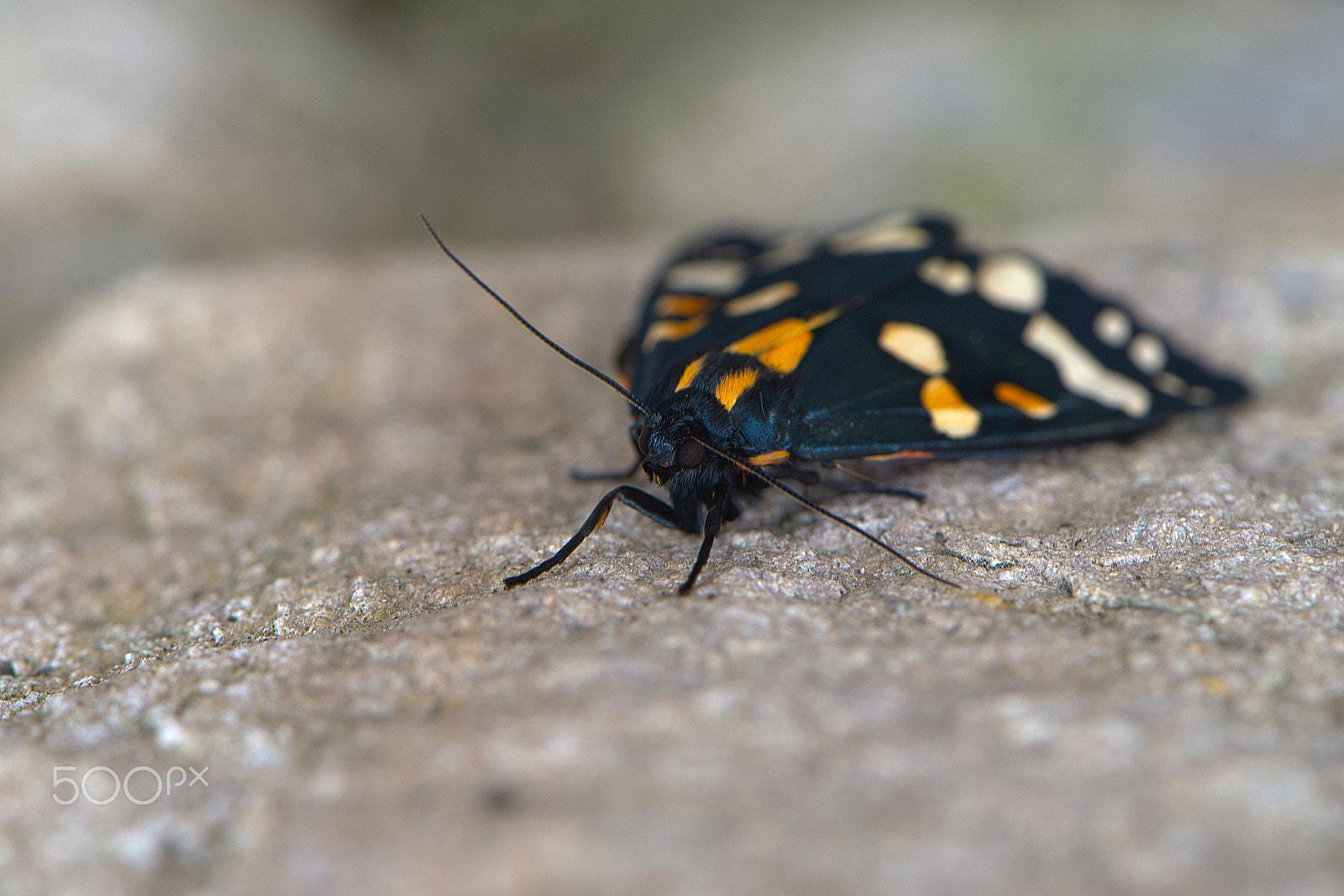 Nikon AF-S DX Micro-Nikkor 85mm F3.5G ED VR sample photo. Scarlet tiger photography