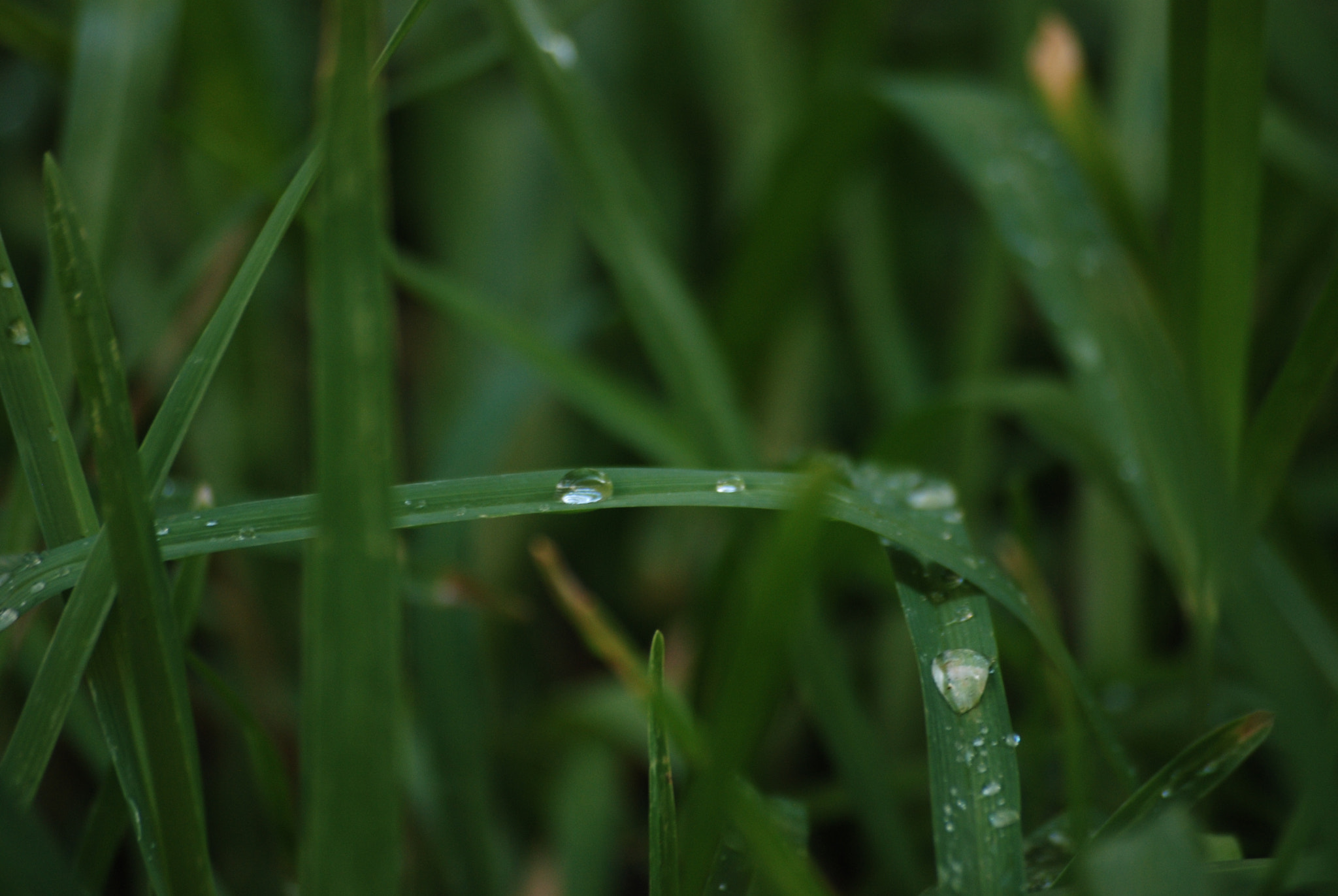 Nikon D80 + Sigma 55-200mm F4-5.6 DC sample photo. Grass photography