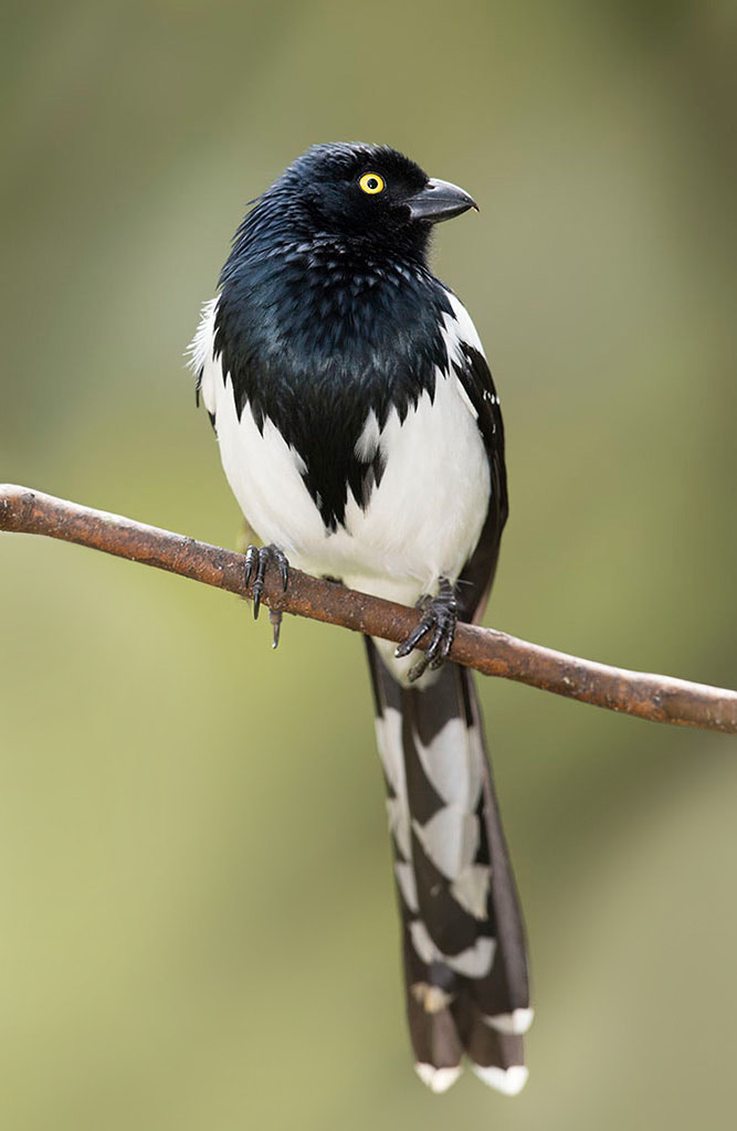 Nikon D4S + Nikon AF-S Nikkor 500mm F4G ED VR sample photo. Tietinga photography