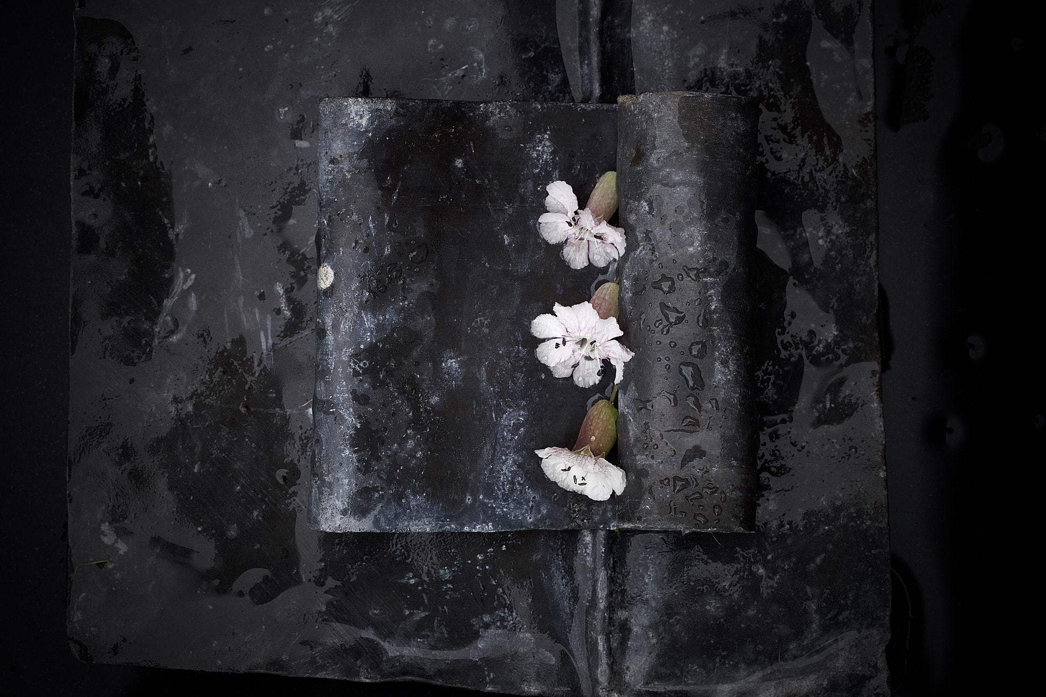 Canon EOS-1Ds Mark III sample photo. Flowers on lead photography