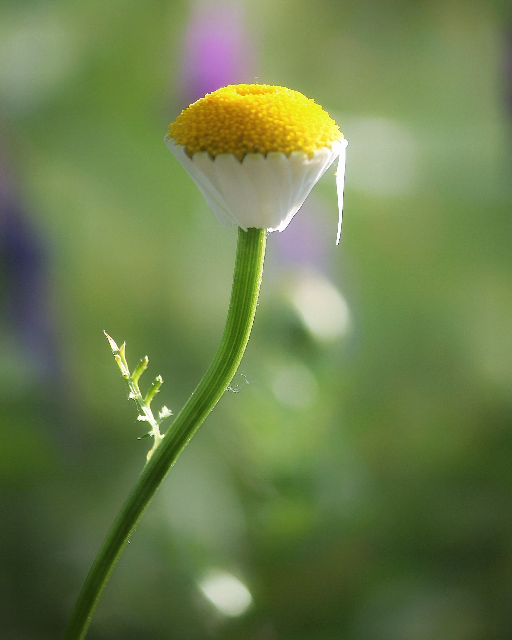 Canon EF-S 55-250mm F4-5.6 IS II sample photo. Wake up photography